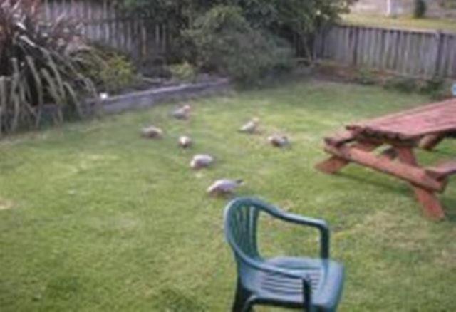 Apollo Bay Backpackers Lodge Luaran gambar